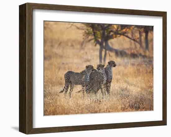 A Group of Cheetah on the Lookout for a Nearby Leopard in Namibia's Etosha National Park-Alex Saberi-Framed Photographic Print