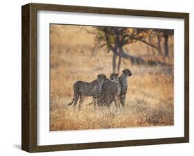 A Group of Cheetah on the Lookout for a Nearby Leopard in Namibia's Etosha National Park-Alex Saberi-Framed Photographic Print