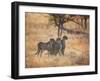 A Group of Cheetah on the Lookout for a Nearby Leopard in Namibia's Etosha National Park-Alex Saberi-Framed Photographic Print