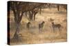 A Group of Cheetahs, Acinonyx Jubatus, on the Lookout for a Nearby Leopard at Sunset-Alex Saberi-Stretched Canvas