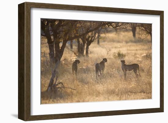 A Group of Cheetahs, Acinonyx Jubatus, on the Lookout for a Nearby Leopard at Sunset-Alex Saberi-Framed Photographic Print