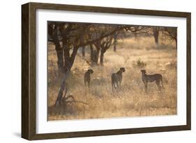 A Group of Cheetahs, Acinonyx Jubatus, on the Lookout for a Nearby Leopard at Sunset-Alex Saberi-Framed Photographic Print