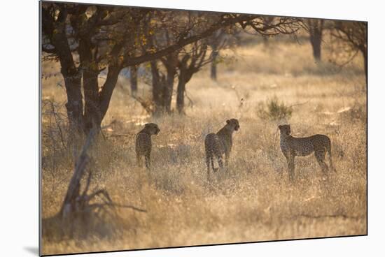 A Group of Cheetahs, Acinonyx Jubatus, on the Lookout for a Nearby Leopard at Sunset-Alex Saberi-Mounted Photographic Print