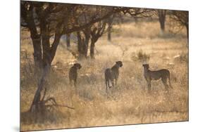 A Group of Cheetahs, Acinonyx Jubatus, on the Lookout for a Nearby Leopard at Sunset-Alex Saberi-Mounted Photographic Print