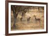 A Group of Cheetahs, Acinonyx Jubatus, on the Lookout for a Nearby Leopard at Sunset-Alex Saberi-Framed Photographic Print