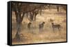 A Group of Cheetahs, Acinonyx Jubatus, on the Lookout for a Nearby Leopard at Sunset-Alex Saberi-Framed Stretched Canvas