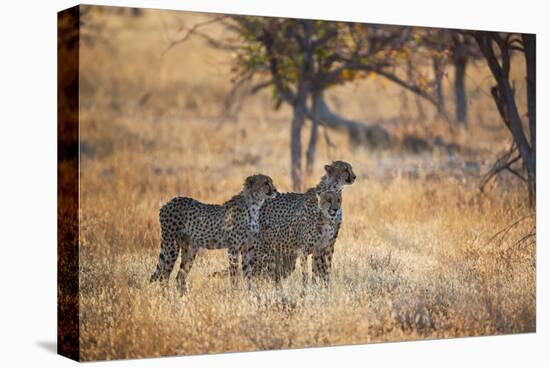 A Group of Cheetahs, Acinonyx Jubatus, on the Lookout for a Nearby Leopard at Sunset-Alex Saberi-Stretched Canvas