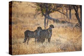 A Group of Cheetahs, Acinonyx Jubatus, on the Lookout for a Nearby Leopard at Sunset-Alex Saberi-Stretched Canvas