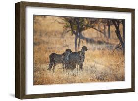 A Group of Cheetahs, Acinonyx Jubatus, on the Lookout for a Nearby Leopard at Sunset-Alex Saberi-Framed Photographic Print