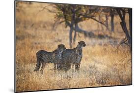 A Group of Cheetahs, Acinonyx Jubatus, on the Lookout for a Nearby Leopard at Sunset-Alex Saberi-Mounted Photographic Print