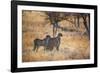 A Group of Cheetahs, Acinonyx Jubatus, on the Lookout for a Nearby Leopard at Sunset-Alex Saberi-Framed Photographic Print