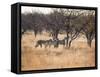 A Group of Cheetahs, Acinonyx Jubatus, on the Lookout for a Nearby Leopard at Sunset-Alex Saberi-Framed Stretched Canvas