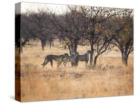 A Group of Cheetahs, Acinonyx Jubatus, on the Lookout for a Nearby Leopard at Sunset-Alex Saberi-Stretched Canvas