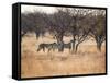 A Group of Cheetahs, Acinonyx Jubatus, on the Lookout for a Nearby Leopard at Sunset-Alex Saberi-Framed Stretched Canvas