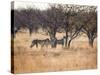 A Group of Cheetahs, Acinonyx Jubatus, on the Lookout for a Nearby Leopard at Sunset-Alex Saberi-Stretched Canvas