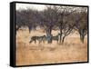 A Group of Cheetahs, Acinonyx Jubatus, on the Lookout for a Nearby Leopard at Sunset-Alex Saberi-Framed Stretched Canvas