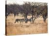 A Group of Cheetahs, Acinonyx Jubatus, on the Lookout for a Nearby Leopard at Sunset-Alex Saberi-Stretched Canvas