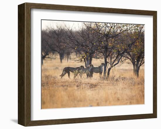 A Group of Cheetahs, Acinonyx Jubatus, on the Lookout for a Nearby Leopard at Sunset-Alex Saberi-Framed Photographic Print