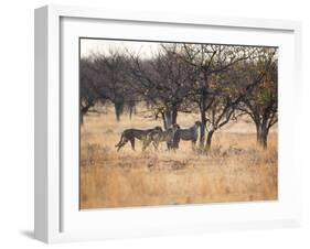 A Group of Cheetahs, Acinonyx Jubatus, on the Lookout for a Nearby Leopard at Sunset-Alex Saberi-Framed Photographic Print