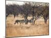 A Group of Cheetahs, Acinonyx Jubatus, on the Lookout for a Nearby Leopard at Sunset-Alex Saberi-Mounted Photographic Print