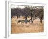 A Group of Cheetahs, Acinonyx Jubatus, on the Lookout for a Nearby Leopard at Sunset-Alex Saberi-Framed Photographic Print