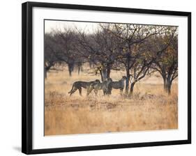 A Group of Cheetahs, Acinonyx Jubatus, on the Lookout for a Nearby Leopard at Sunset-Alex Saberi-Framed Photographic Print