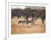 A Group of Cheetahs, Acinonyx Jubatus, on the Lookout for a Nearby Leopard at Sunset-Alex Saberi-Framed Photographic Print