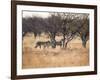 A Group of Cheetahs, Acinonyx Jubatus, on the Lookout for a Nearby Leopard at Sunset-Alex Saberi-Framed Photographic Print