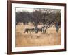 A Group of Cheetahs, Acinonyx Jubatus, on the Lookout for a Nearby Leopard at Sunset-Alex Saberi-Framed Photographic Print