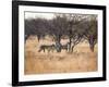 A Group of Cheetahs, Acinonyx Jubatus, on the Lookout for a Nearby Leopard at Sunset-Alex Saberi-Framed Photographic Print