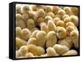 A Group Of Chick-Eky Studio-Framed Stretched Canvas