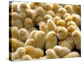 A Group Of Chick-Eky Studio-Stretched Canvas