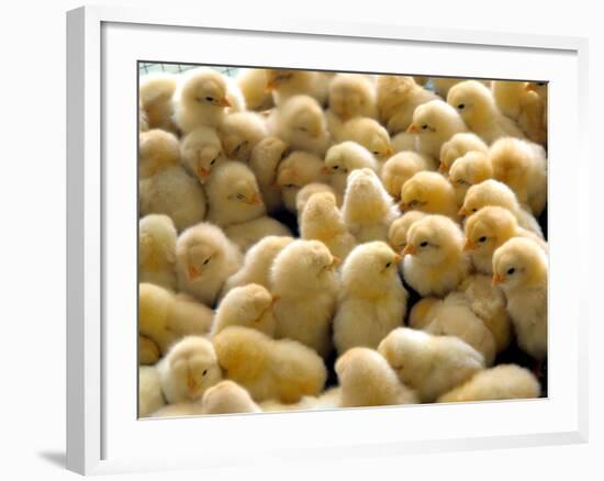 A Group Of Chick-Eky Studio-Framed Photographic Print