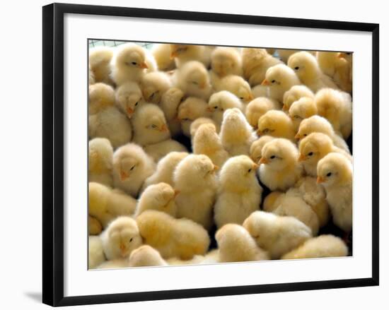 A Group Of Chick-Eky Studio-Framed Photographic Print