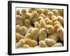 A Group Of Chick-Eky Studio-Framed Photographic Print