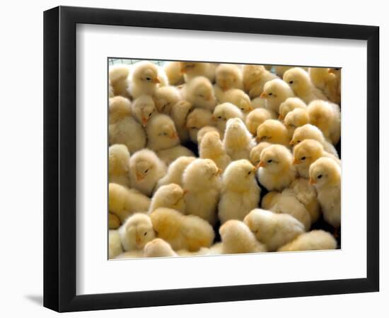 A Group Of Chick-Eky Studio-Framed Photographic Print