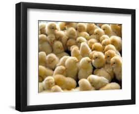 A Group Of Chick-Eky Studio-Framed Photographic Print