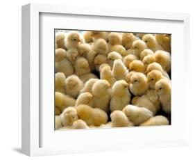 A Group Of Chick-Eky Studio-Framed Photographic Print