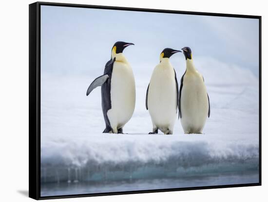 A group of emperor penguins (Aptenodytes forsteri), on the ice near Snow Hill Island, Weddell Sea-Michael Nolan-Framed Stretched Canvas