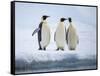 A group of emperor penguins (Aptenodytes forsteri), on the ice near Snow Hill Island, Weddell Sea-Michael Nolan-Framed Stretched Canvas