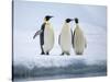 A group of emperor penguins (Aptenodytes forsteri), on the ice near Snow Hill Island, Weddell Sea-Michael Nolan-Stretched Canvas