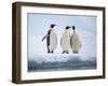 A group of emperor penguins (Aptenodytes forsteri), on the ice near Snow Hill Island, Weddell Sea-Michael Nolan-Framed Photographic Print