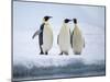 A group of emperor penguins (Aptenodytes forsteri), on the ice near Snow Hill Island, Weddell Sea-Michael Nolan-Mounted Photographic Print