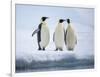 A group of emperor penguins (Aptenodytes forsteri), on the ice near Snow Hill Island, Weddell Sea-Michael Nolan-Framed Photographic Print