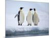 A group of emperor penguins (Aptenodytes forsteri), on the ice near Snow Hill Island, Weddell Sea-Michael Nolan-Mounted Photographic Print