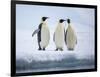 A group of emperor penguins (Aptenodytes forsteri), on the ice near Snow Hill Island, Weddell Sea-Michael Nolan-Framed Photographic Print