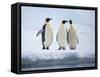 A group of emperor penguins (Aptenodytes forsteri), on the ice near Snow Hill Island, Weddell Sea-Michael Nolan-Framed Stretched Canvas