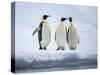 A group of emperor penguins (Aptenodytes forsteri), on the ice near Snow Hill Island, Weddell Sea-Michael Nolan-Stretched Canvas