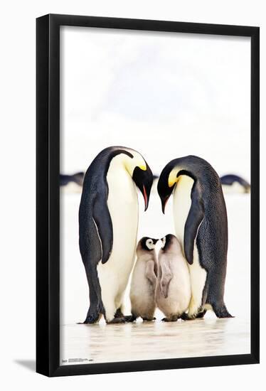 A Group Of Emperor Penguins-Trends International-Framed Poster