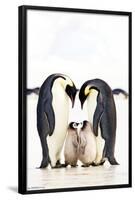 A Group Of Emperor Penguins-Trends International-Framed Poster